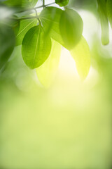 Nature view of green leaf in garden Natural green leaves plants in summer using as spring...