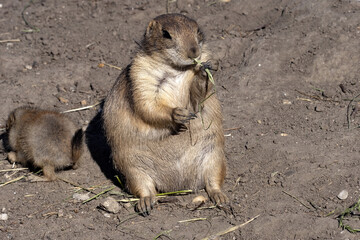 A black-tailed prairie dog, Cynomys ludovicianus, sits and feeds on grass shoots