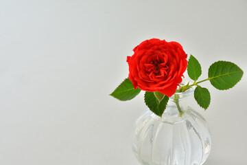 Rose flower on a white background