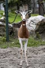 Dama Gazelle, Gazella dama dama, stands and watches closely - 445871922