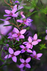 Pink flowers of Australian native Boronia ledifolia, family Rutaceae. Growing in Sydney woodland, NSW, Australia. Also known as the Showy, Sydney or Ledum Boronia. Winter to spring flowering