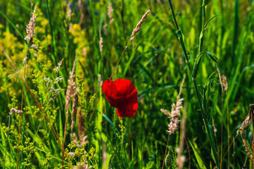 Obraz premium Image of a common poppy in the meadow