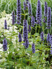 Floraison abondante d'agastache ou hysope anisée à fleurs en épis bleu, mauve et violet tubulaires au feuillage vert, odorant, simple et denté