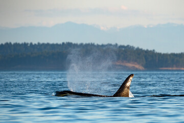 Transient Orca whale or killer whale on the water surface in Orcinus orca, Vancouver Island, Canada