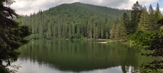 reflection of trees in the lake