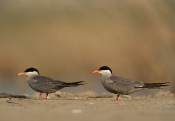 A pair of White-cheeked Terns at Asker marsh, Bahrain