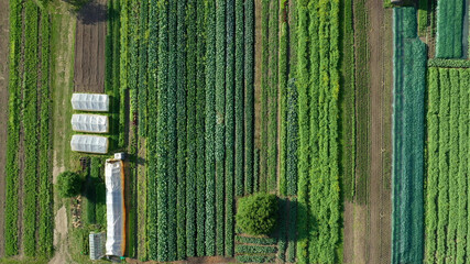 Farm garden bio farmer field farming vegetable agricultural plantation fruit tree dron aerial video...
