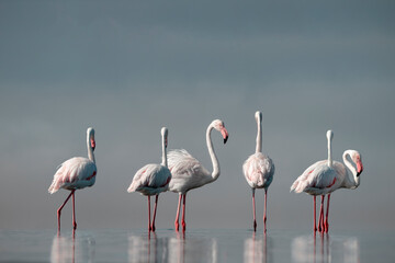 Wild african birds.  Flock of pink african flamingos  walking around the blue lagoon on the background of bright sky on a sunny day.