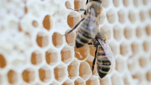 How bees make honey. Bees on a honeycomb with honey. Bees fill honeycombs with fresh honey. Eco-friendly honey.