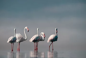 Fotobehang Wild african birds.  Flock of pink african flamingos  walking around the blue lagoon on the background of bright sky on a sunny day. © Yuliia Lakeienko