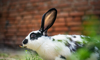 Small white and black rabbit eating green grass on the ground, domestic rabbit with big ears