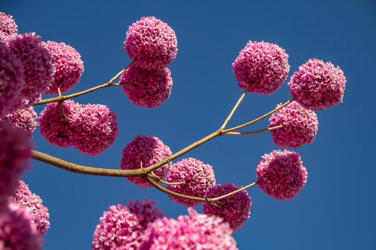 Detalhe de um ip&ecirc;-bola florido. Ip&ecirc; Roxo. Handroanthus impetiginosus.