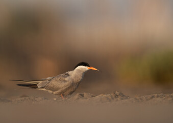 White-cheeked Tern at Asker marsh, Bahrain