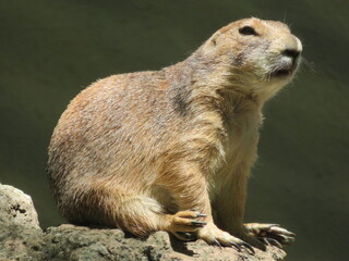 オグロプレーリードッグ