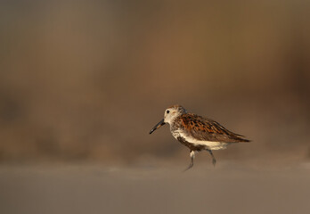 Dunlin in breeding plumage at Asker Marsh, Bahrain