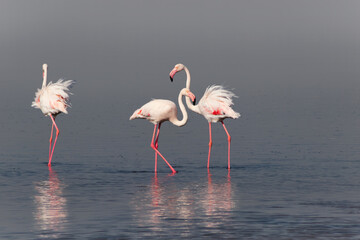 Wild african birds.  Flock of pink african flamingos  walking around the blue lagoon on the background of bright sky on a sunny day.