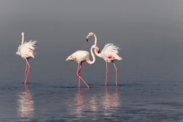 Fotobehang Wild african birds.  Flock of pink african flamingos  walking around the blue lagoon on the background of bright sky on a sunny day. © Yuliia Lakeienko