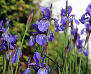 Siberian Iris flowers, Fort William, Scotland
