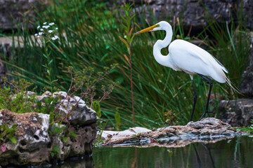 Great Egret 