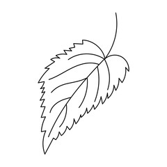 Autumn leaf in a linear style organic natural tree leaf. Isolated outline drawing modern minimalistic outline illustration isolated on white.