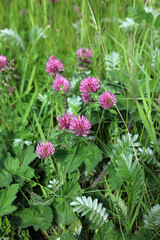 Patch of Red Clover, Fort William Scotland
