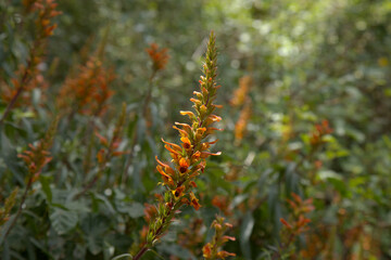 Flora of Gran Canaria - orange and red flowers of Isoplexis canariensis, plant endemic to Canary Islands, natural macro floral background
