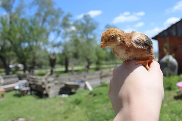 chick in the hand
