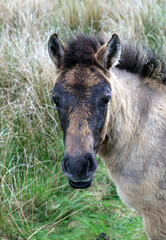 Naklejka na ściany i meble Portrait of pony foal, Ardnamurchan Peninsula Scotland 