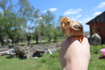 chick