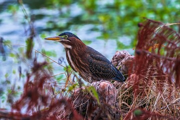 Green heron 