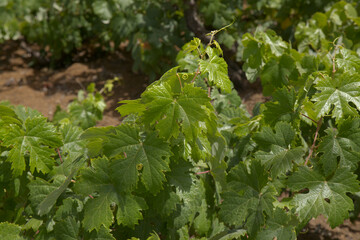 Vineyards around San Mateo in Gran Canaria