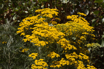 Flora of Gran Canaria - Gonospermum canariense, endemic to the western islands, garden escape on the island, natural macro floral background
