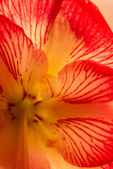Amaryllis Macro