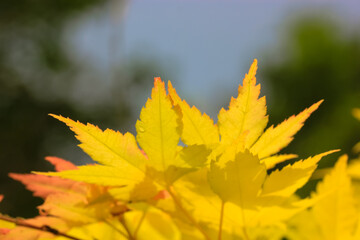 Yellow autumn Japanese maple leaves. foliage. Seasons change from summer to fall