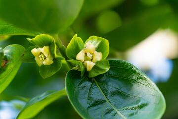 flower of the persimmon tree are in bloom in Japan.