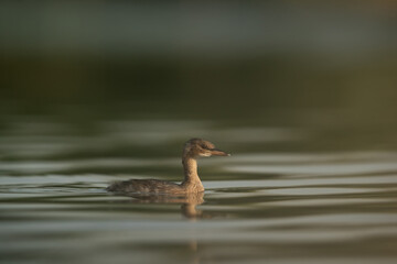 Juvenile Little grebe swimming at Buhair lake, Bahrain