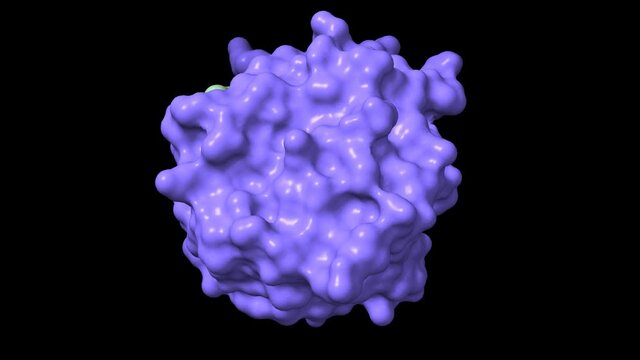 Structure of cyclophilin A (blue) complexed with immunosuppressant cyclosporin, animated 3D cartoon and Gaussian surface models, based on PDB 1cwa, black background