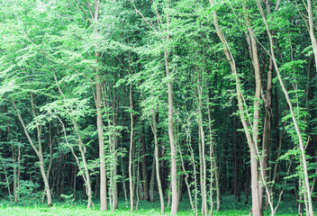Naklejka na ściany i meble View of the dense green forest