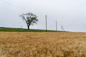 Fototapeta premium In der Schweiz bei Aarau