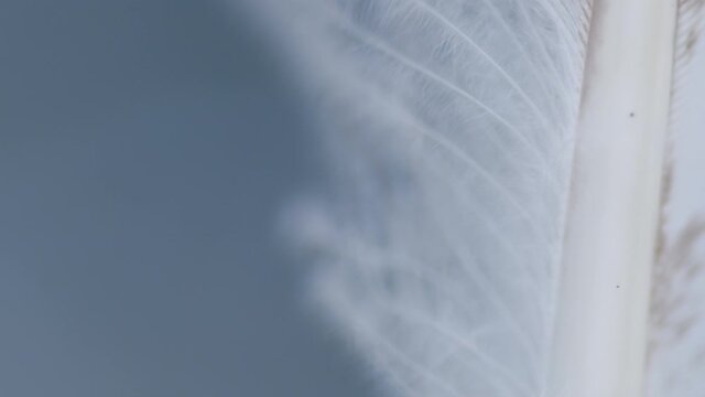 Light fluffy a light feather abstract background. Feather swaying in wind. Macro shot.