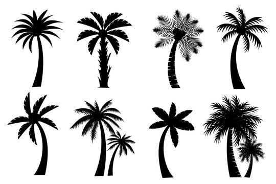 Collection of Black Coconut trees or palm trees Icon. Can be used to illustrate any nature or healthy lifestyle topic.