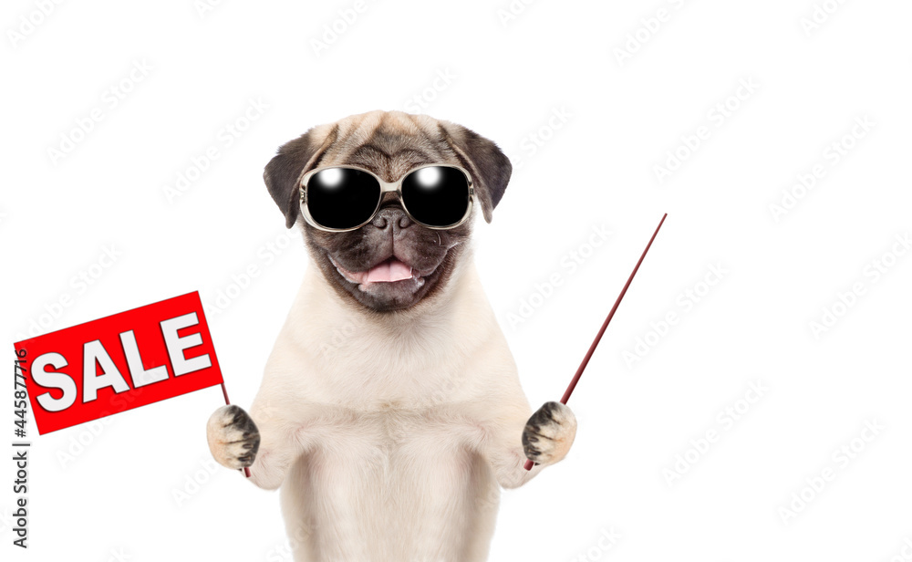 Poster pug puppy wearing sunglasses holds sales symbol and points away on empty space. isolated on white ba