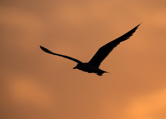 Fototapeta na wymiar Silhouette of Greater Crested Tern flying at tubli bay, Bahrain