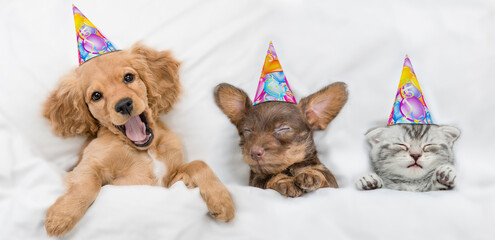 Funny yawning English Cocker spaniel puppy, Dachshund puppy and kitten wearing birthday caps sleep...