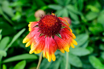 One vivid yellow and red Gaillardia flower, common known as blanket flower,  and blurred green leaves in soft focus, in a garden in a sunny summer day, beautiful outdoor floral background.