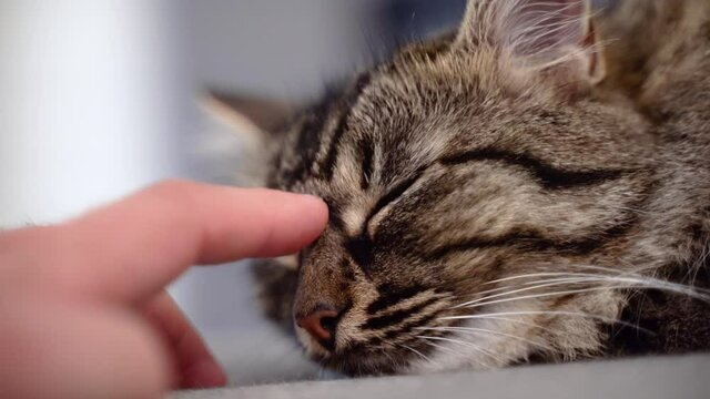4k extreme close up of a man hand cuddles a brindle cat