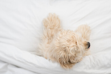 American Cocker spaniel puppy lying  on a bed at home. Top down view