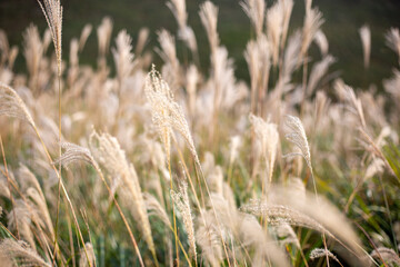 Fototapeta premium ススキ 草原