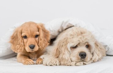 American Cocker spaniel puppy and English Cocker spaniel dog  heating under white warm blanket on a bed at home