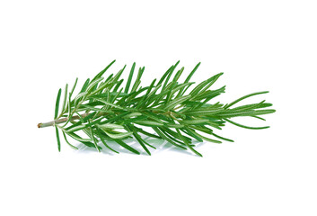 Rosemary twig isolated on white background